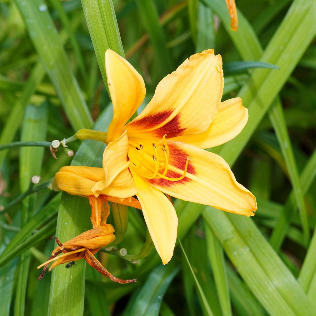 Hemerocallis Bonanza