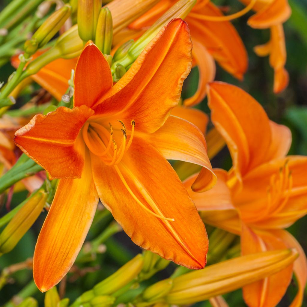 Hemerocallis Burning Daylight