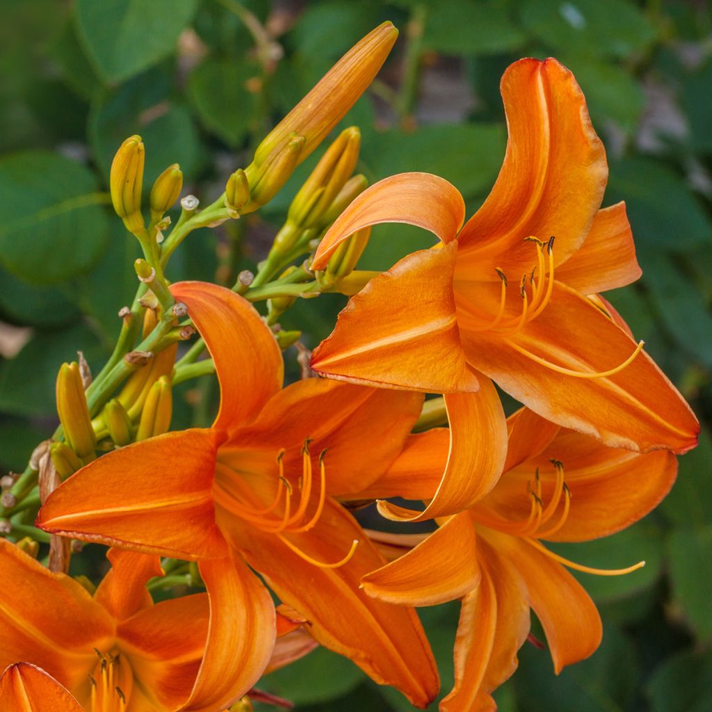 Hemerocallis Burning Daylight