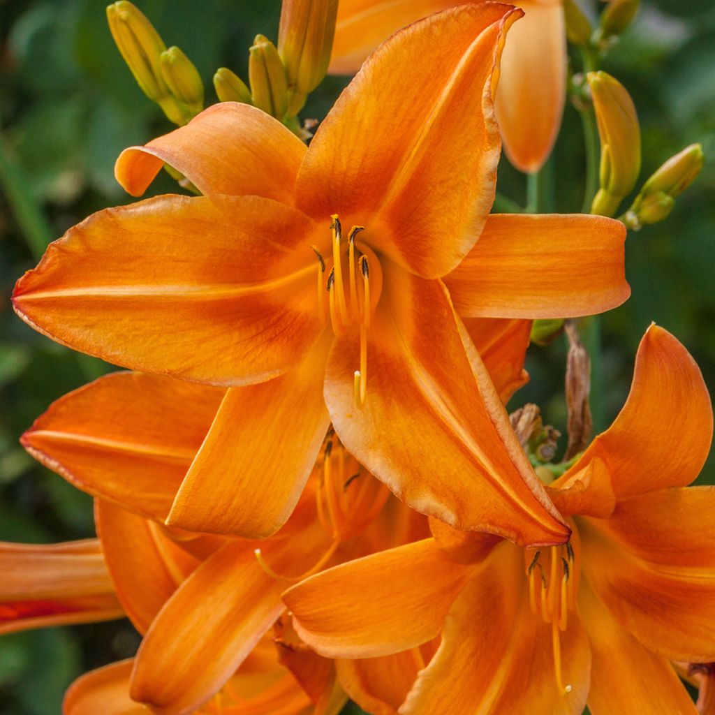 Hemerocallis Burning Daylight