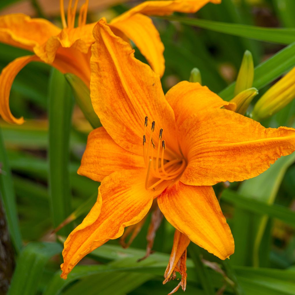 Hemerocallis Burning Daylight