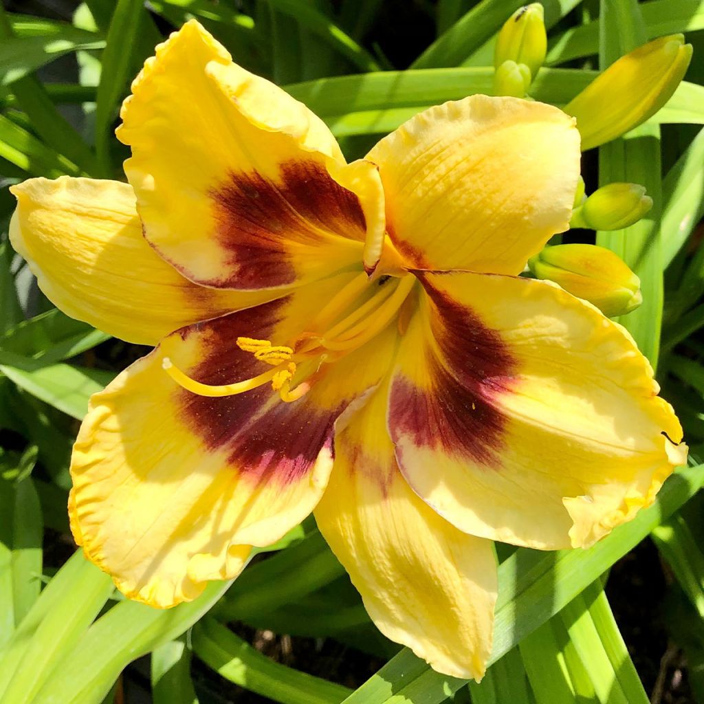 Hemerocallis Calico Jack