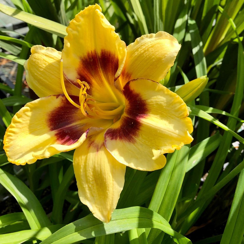 Hemerocallis Calico Jack