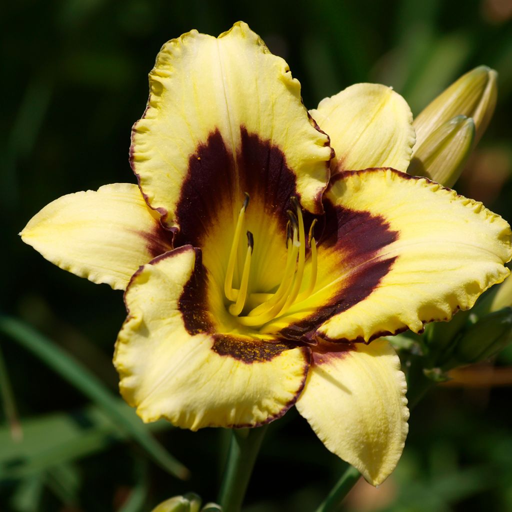 Hemerocallis Canadian Border Patrol