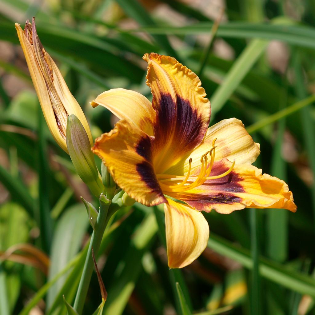 Hemerocallis Canadian Border Patrol