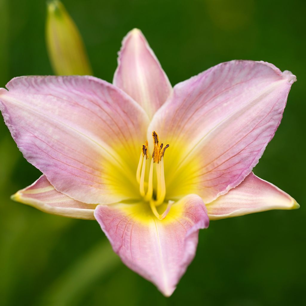 Hemerocallis Catherine Woodbury