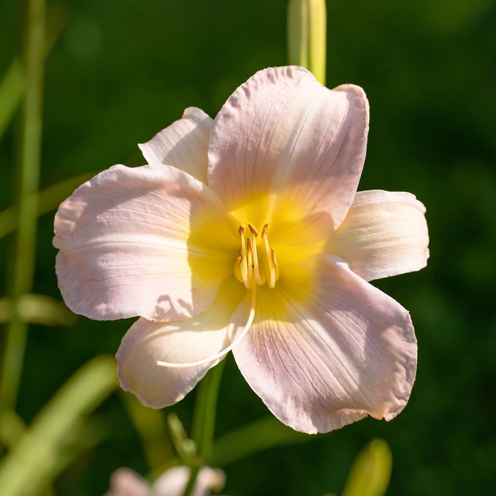 Hemerocallis Catherine Woodbury