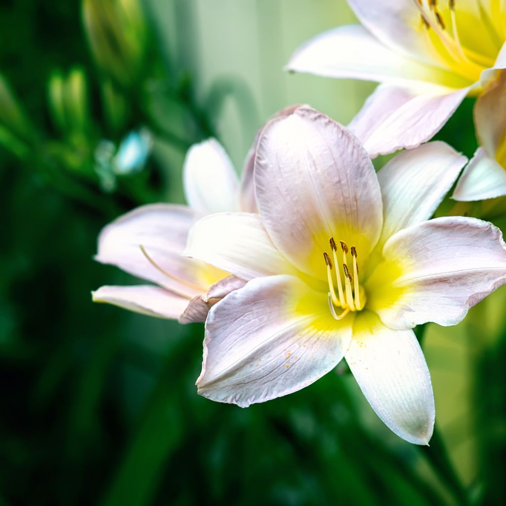 Hemerocallis Catherine Woodbury