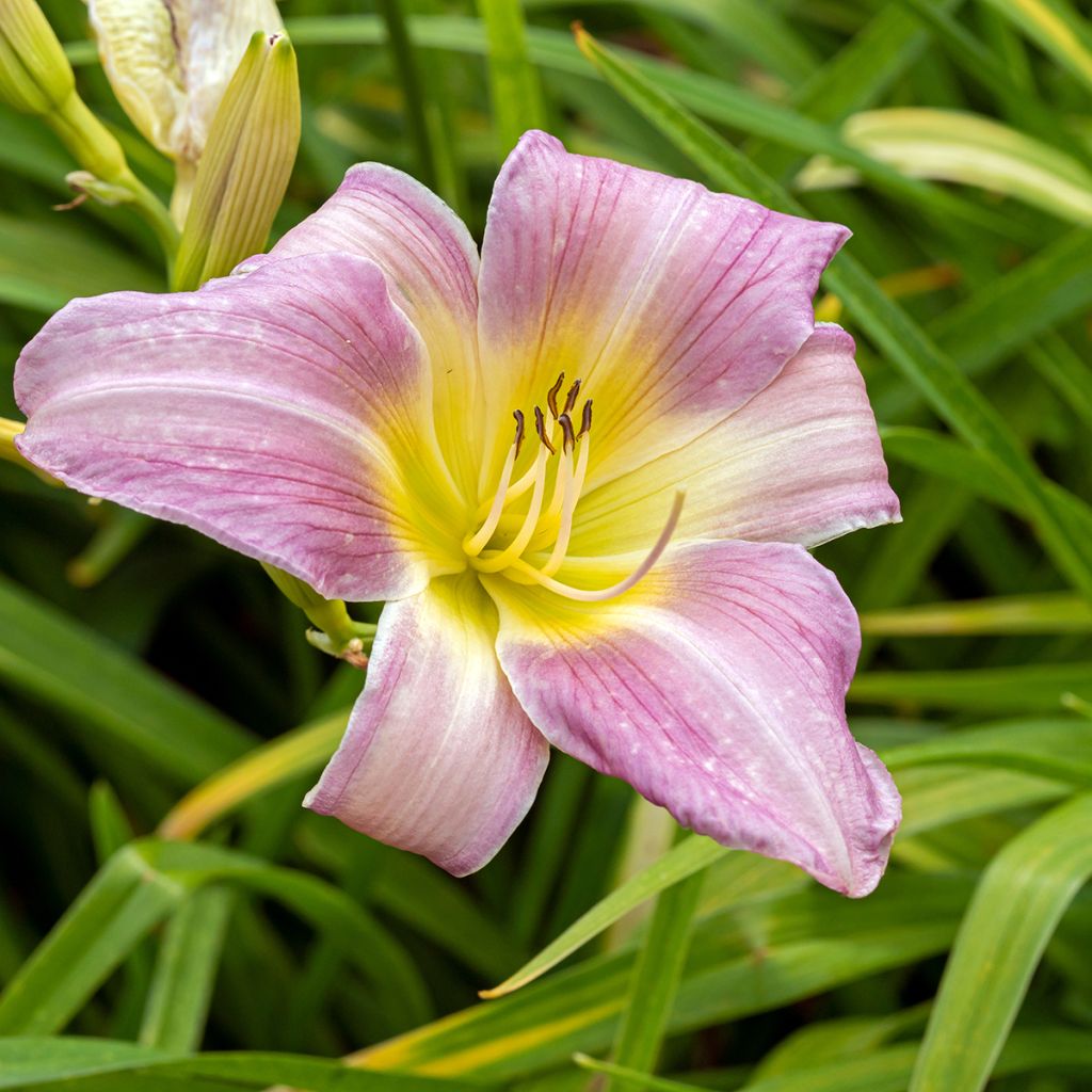 Hemerocallis Catherine Woodbury