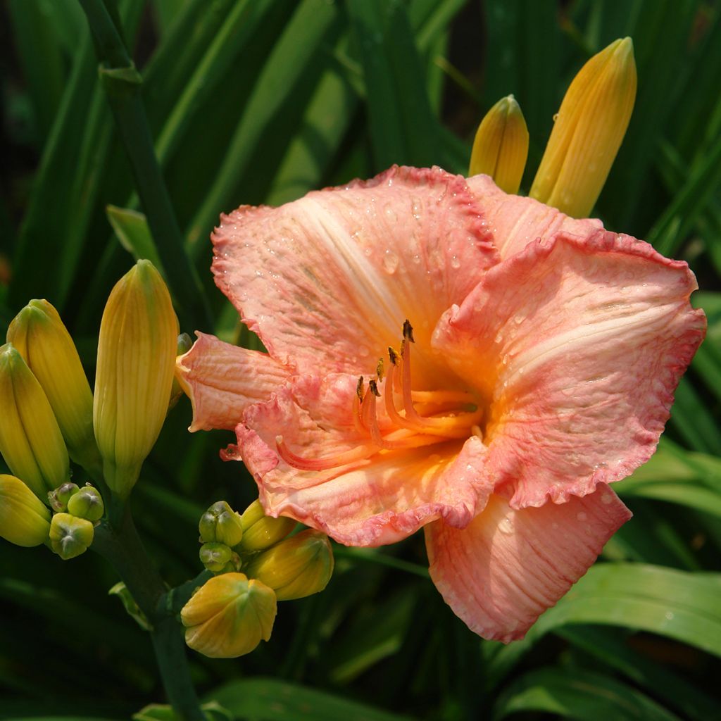 Hemerocallis Children s Festival