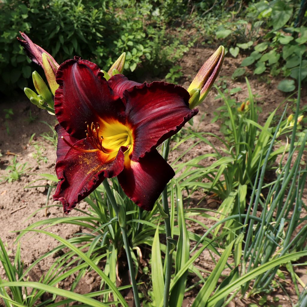 Hemerocallis Chocolate Candy