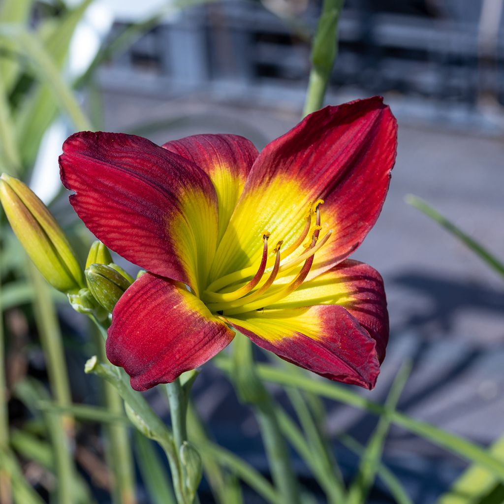 Hemerocallis Christmas Is