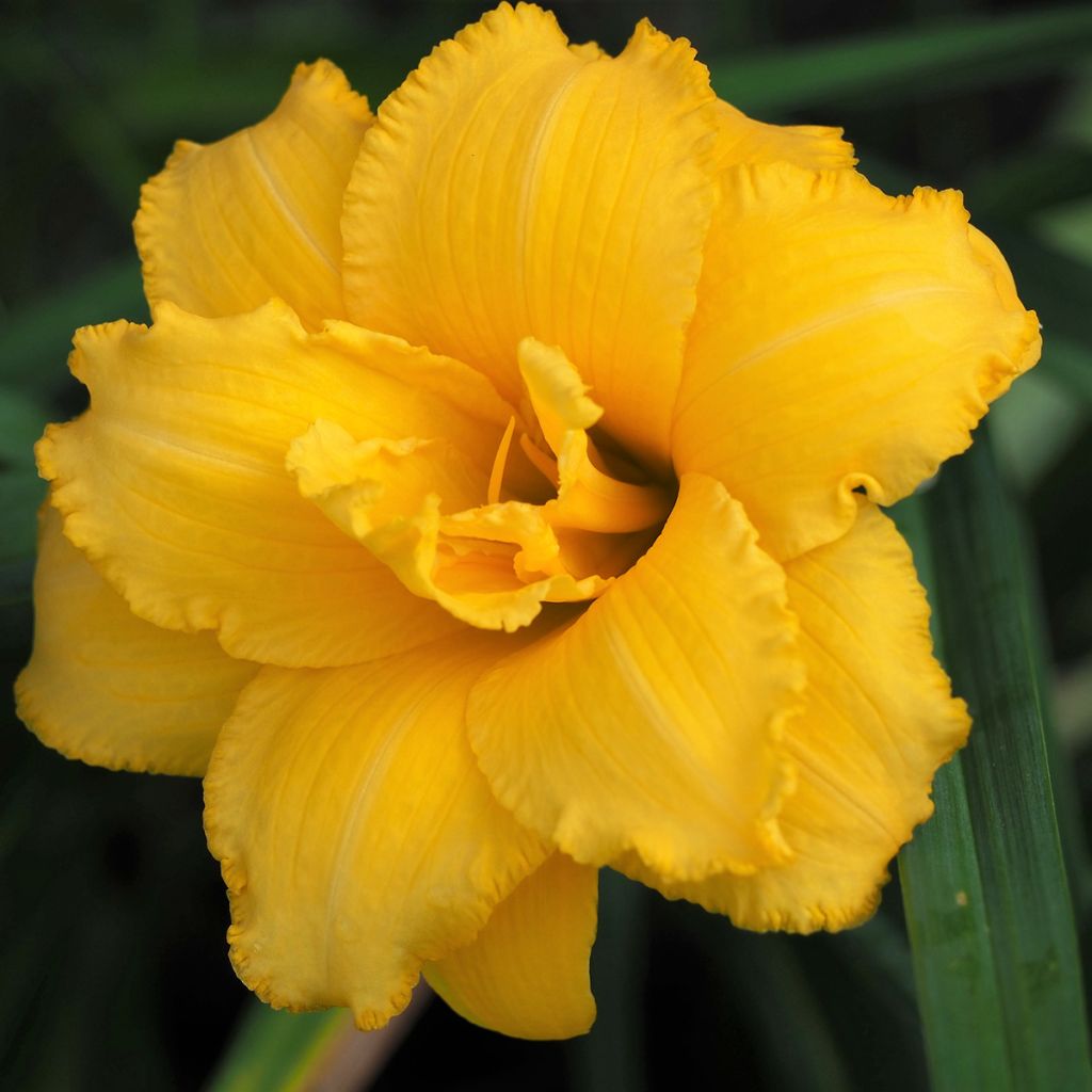 Hemerocallis Condilla