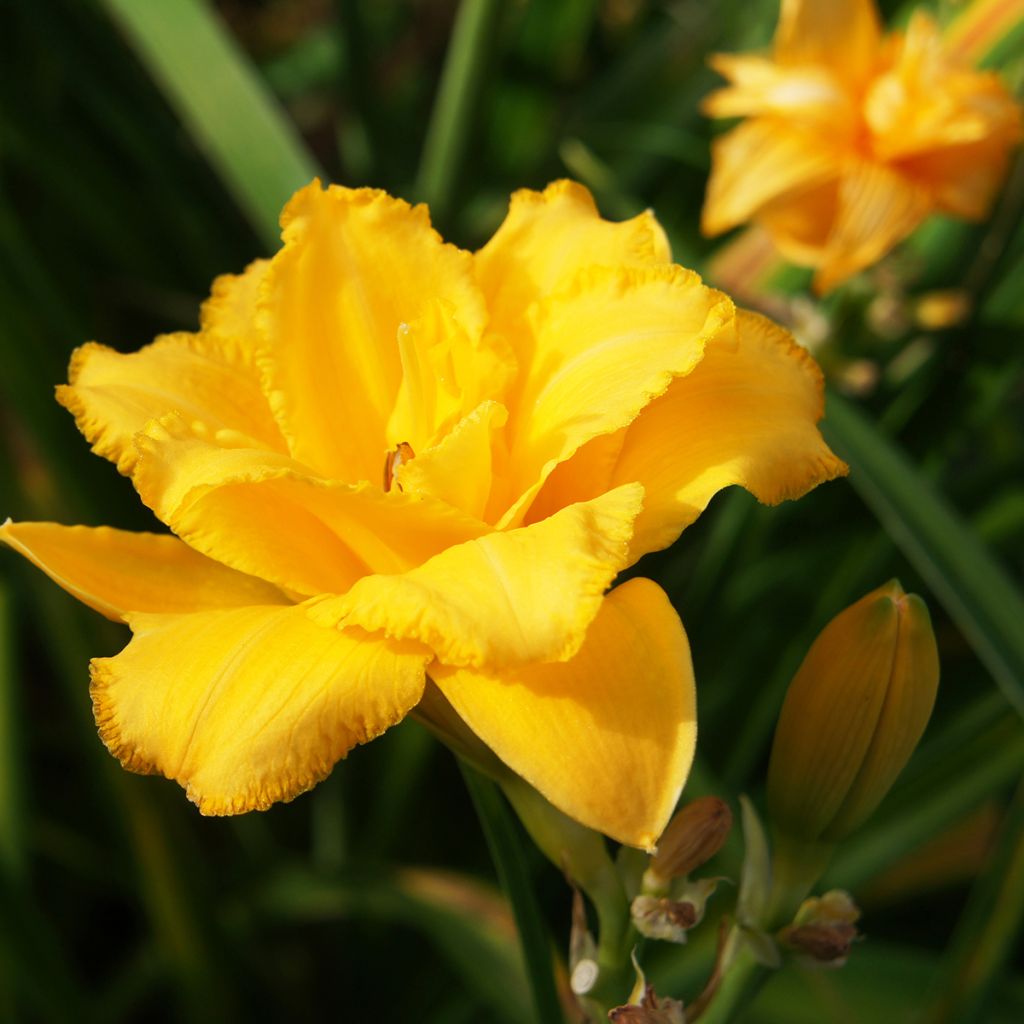 Hemerocallis Condilla