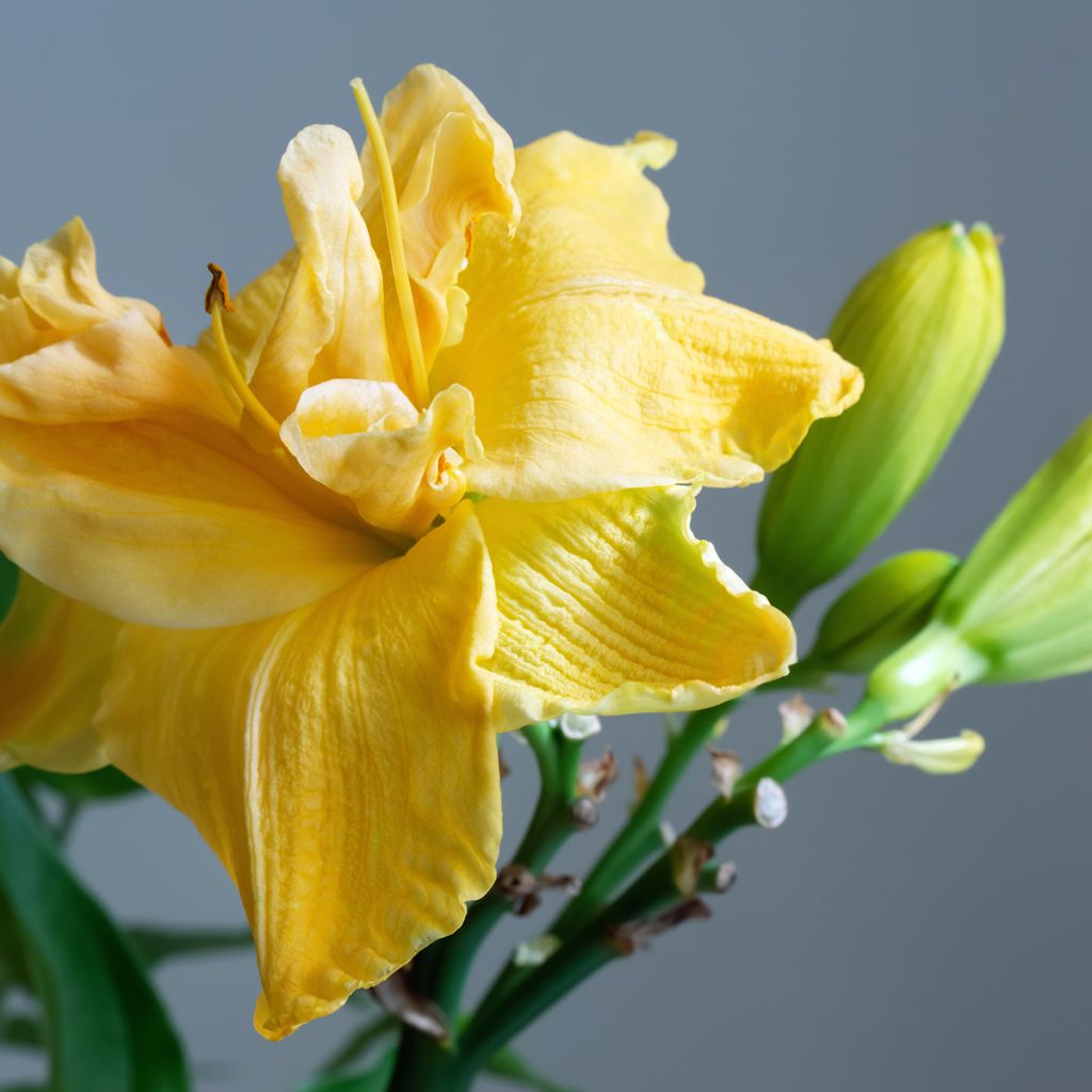 Hemerocallis Condilla