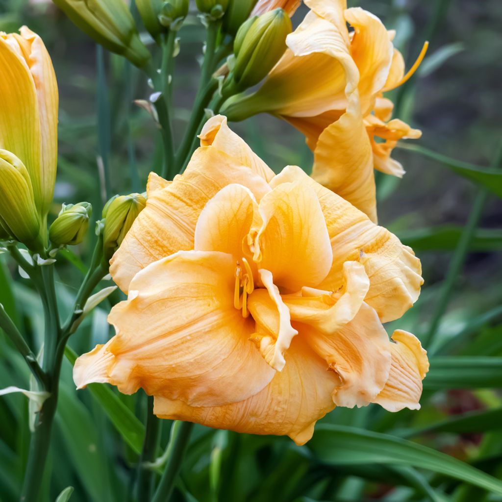 Hemerocallis Condilla