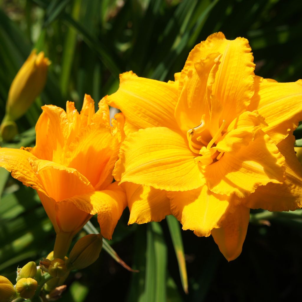 Hemerocallis Condilla