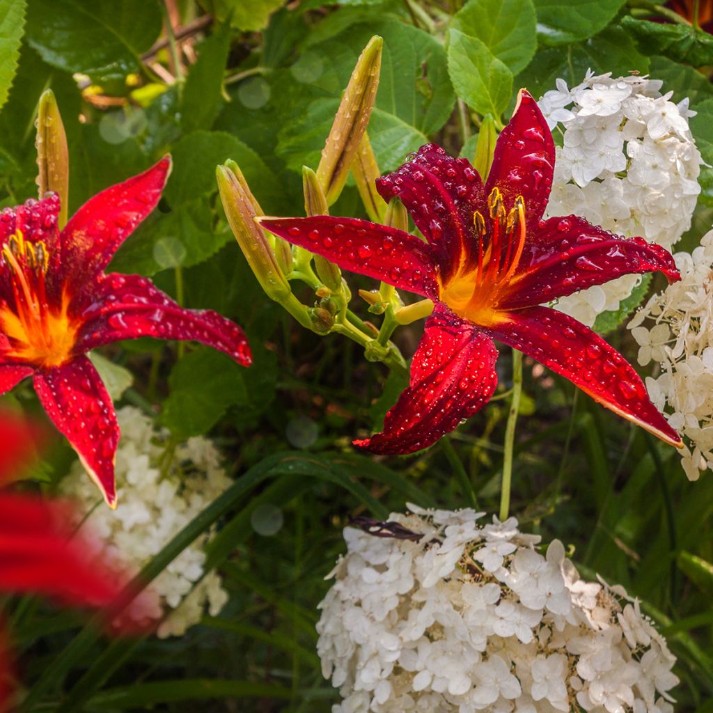 Hemerocallis Crimson Pirate