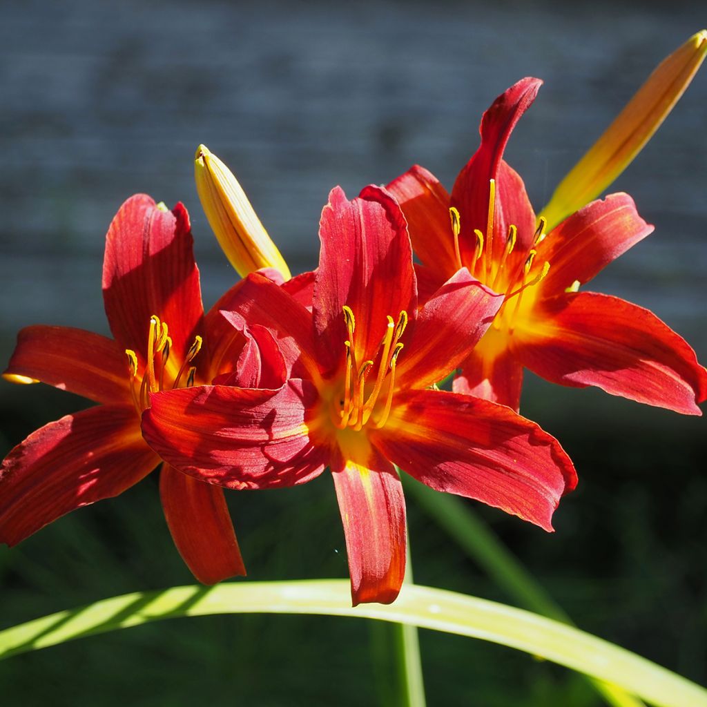 Hemerocallis Crimson Pirate