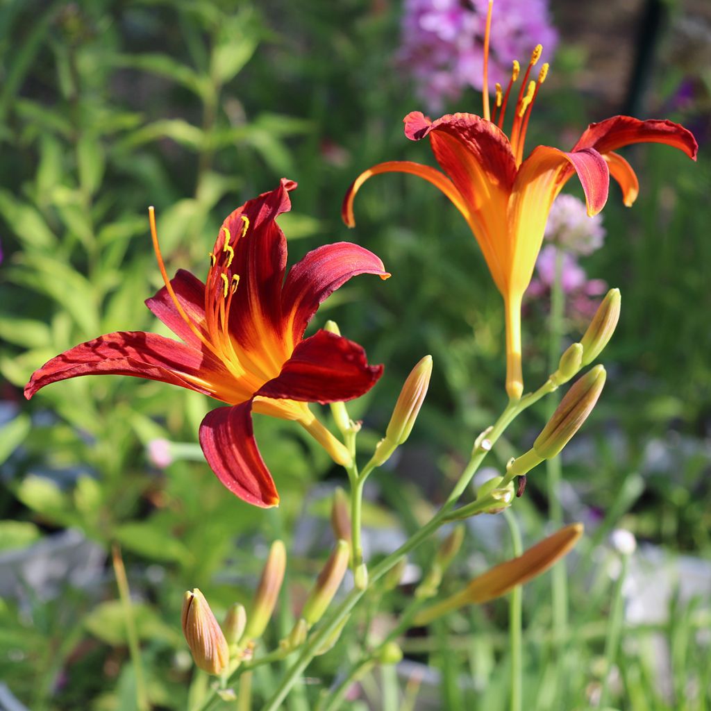 Hemerocallis Crimson Pirate