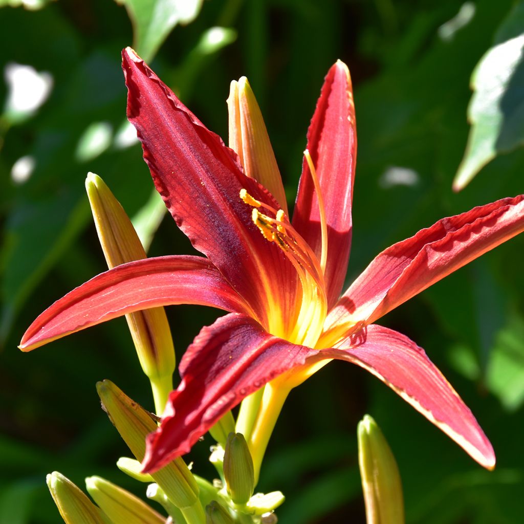 Hemerocallis Crimson Pirate