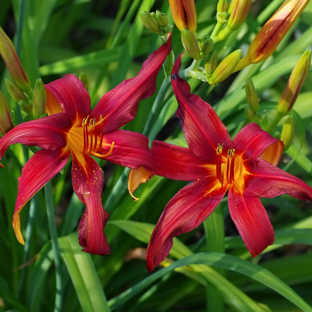 Hemerocallis Crimson Pirate