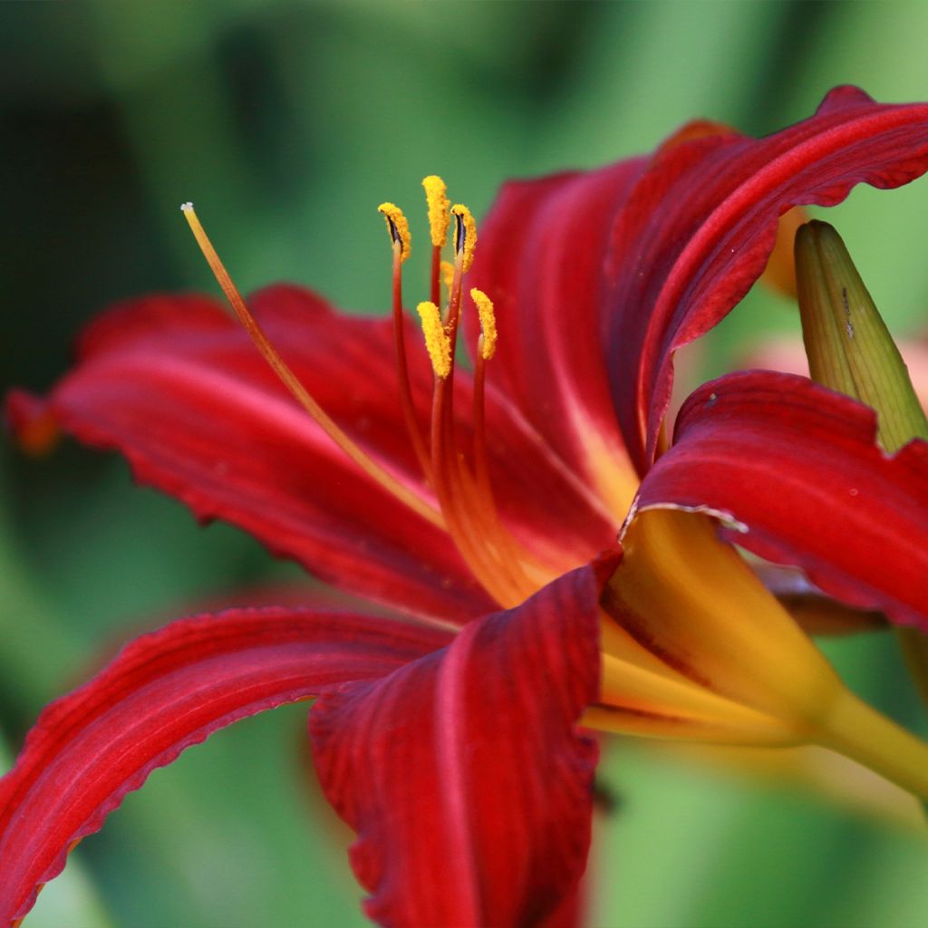 Hemerocallis Crimson Pirate