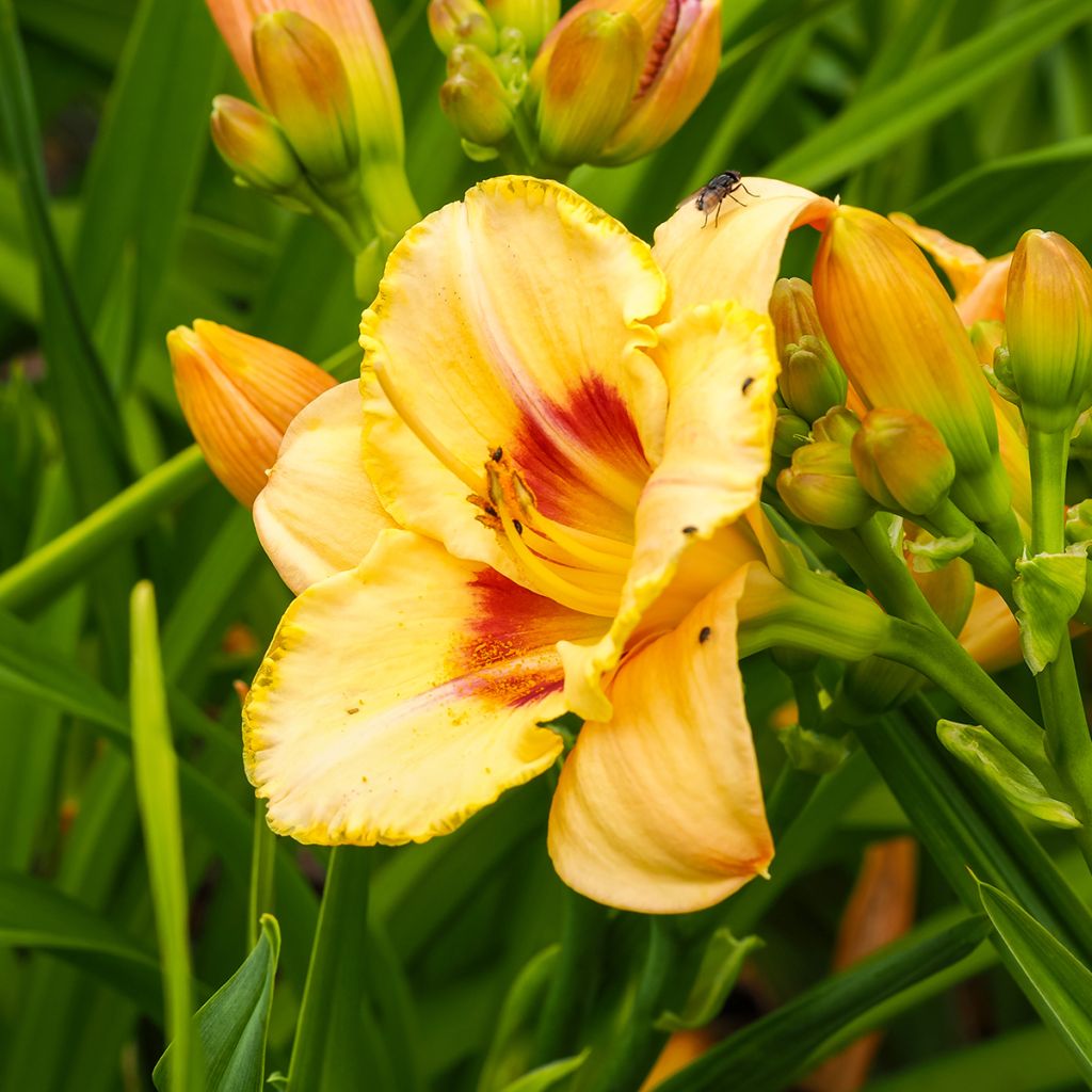 Hemerocallis Custard Candy