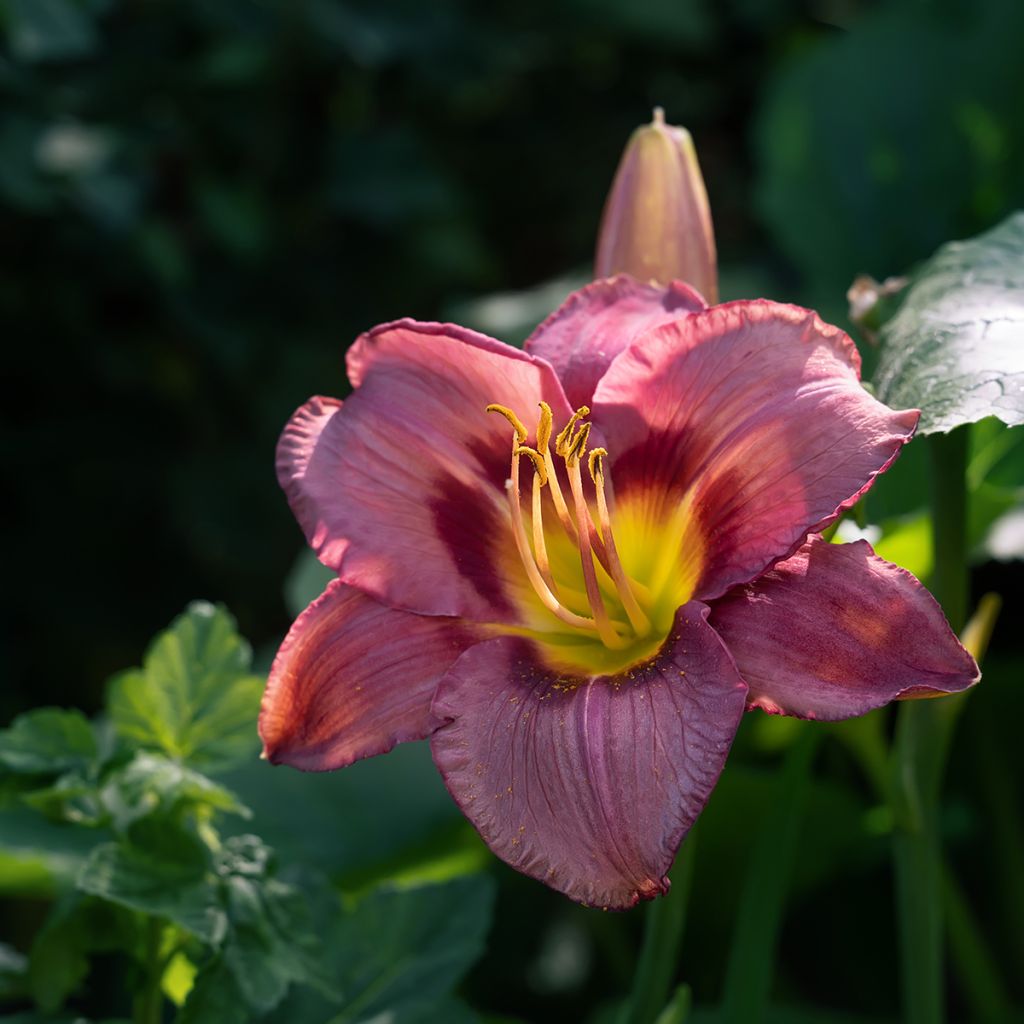 Hemerocallis Daring Deception