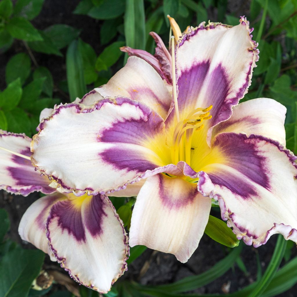 Hemerocallis Destined to See