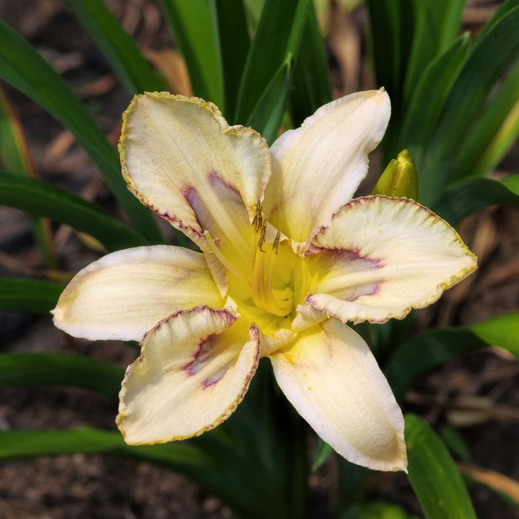 Hemerocallis Destined to See