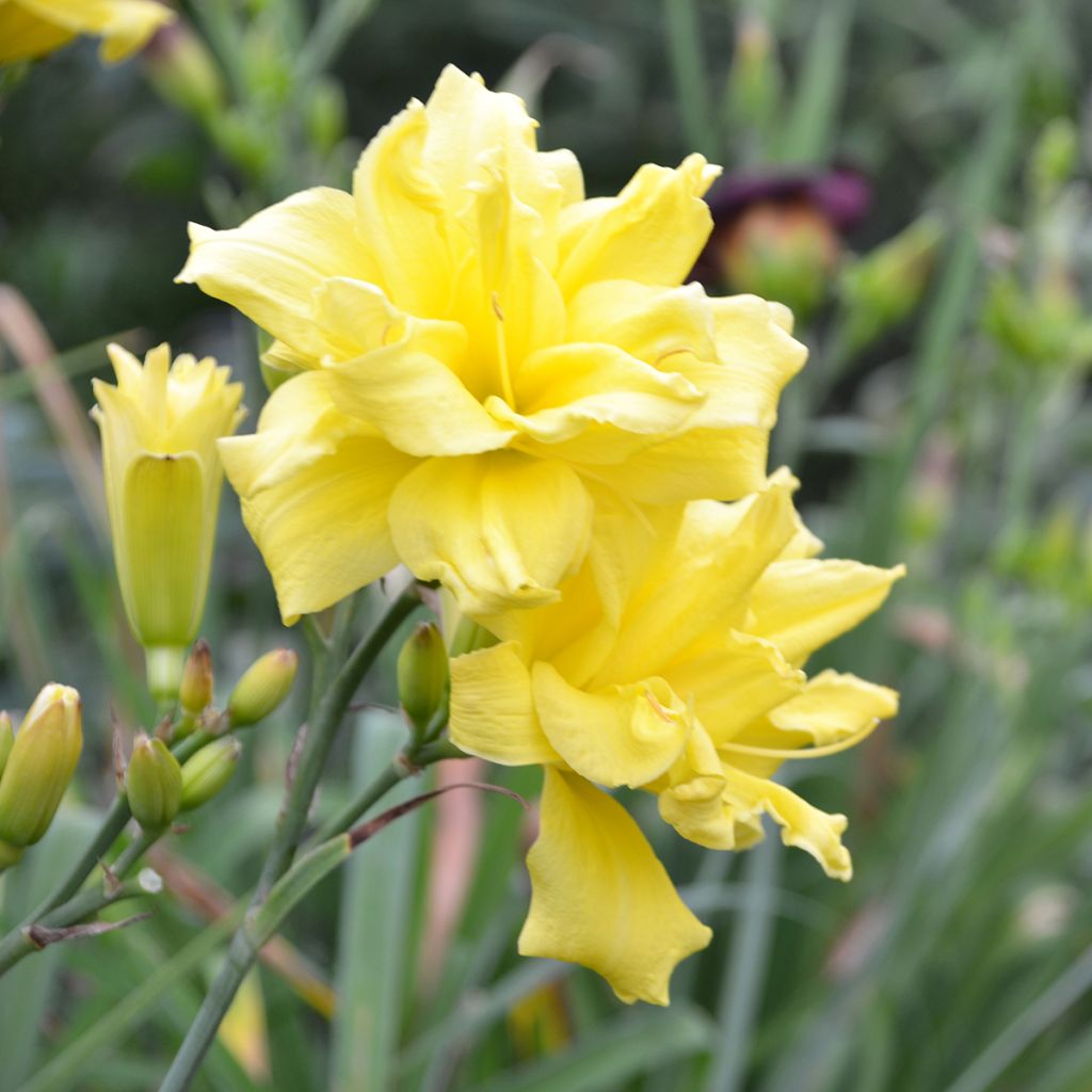 Hemerocallis Double River Wye