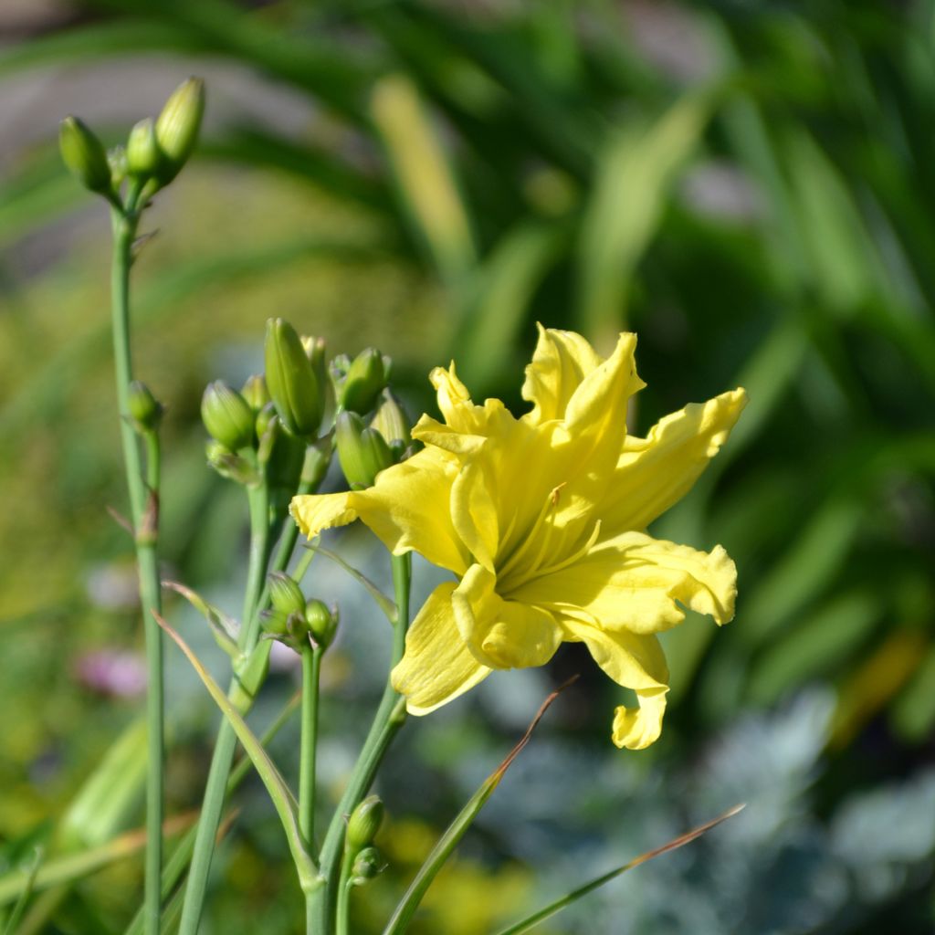 Hemerocallis Double River Wye