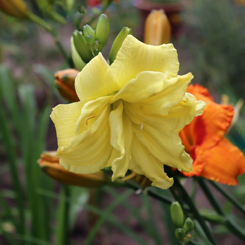 Hemerocallis Double River Wye