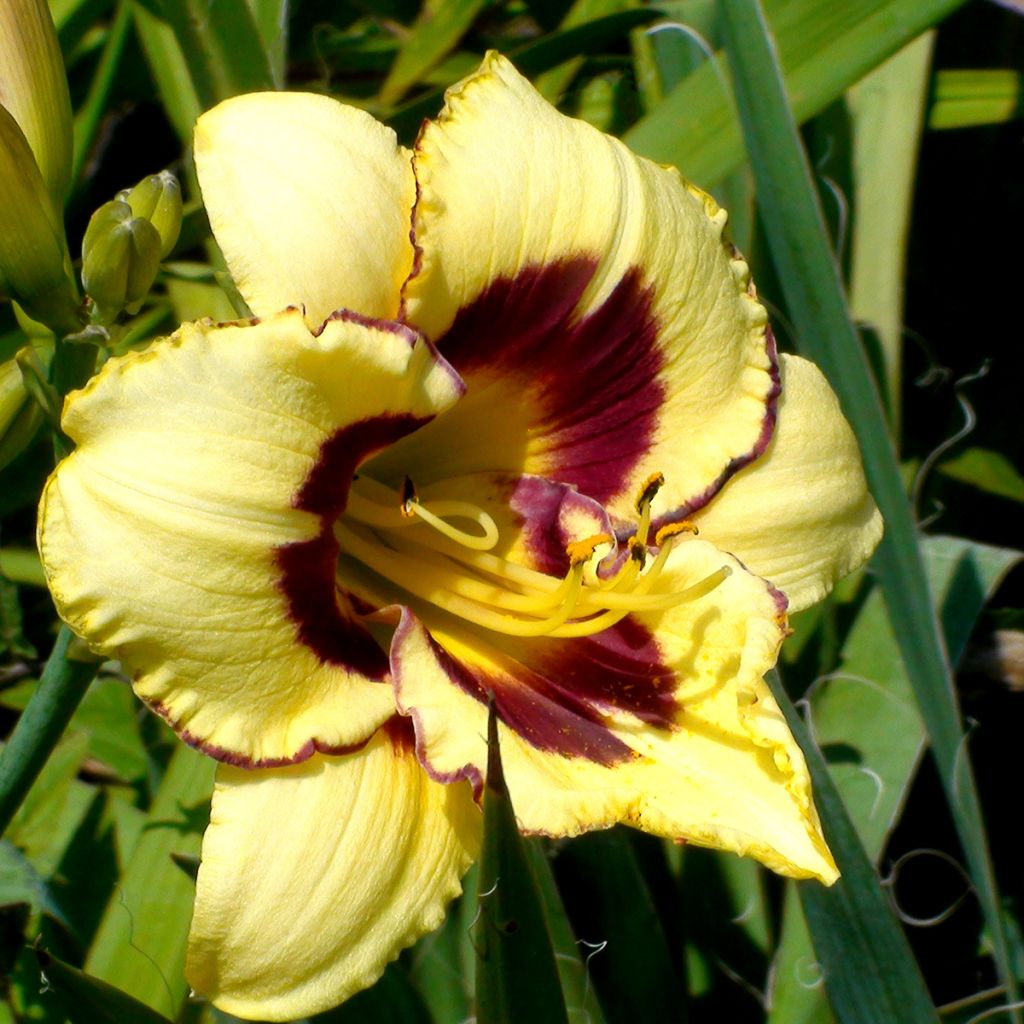 Hemerocallis El Desperado