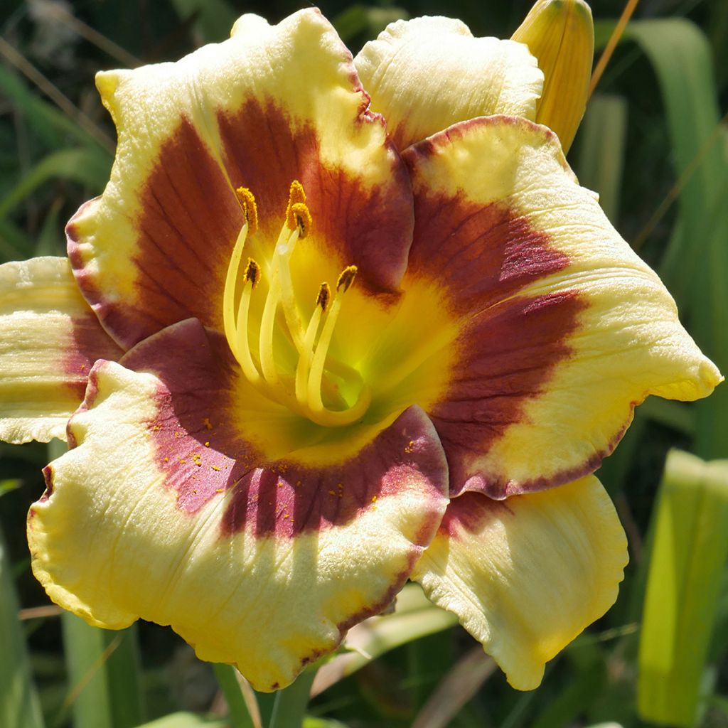 Hemerocallis El Desperado