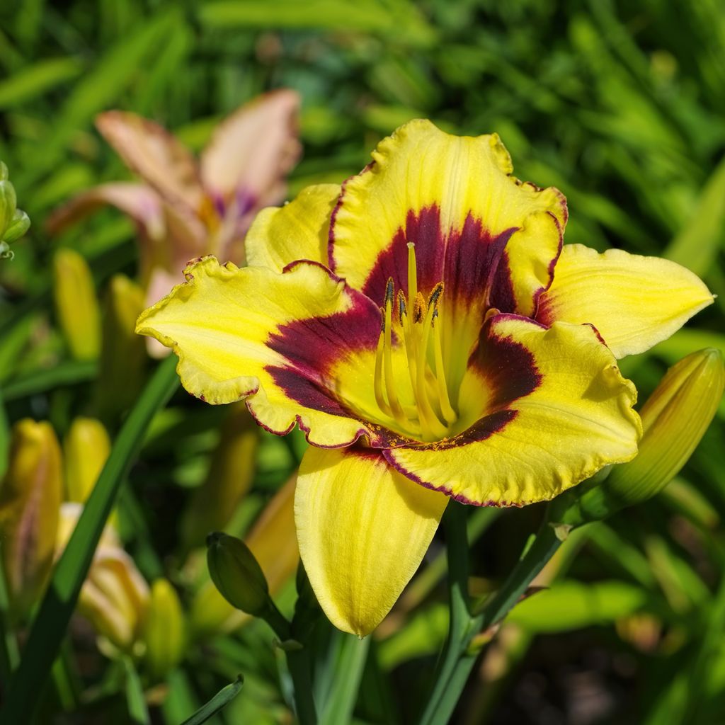 Hemerocallis El Desperado