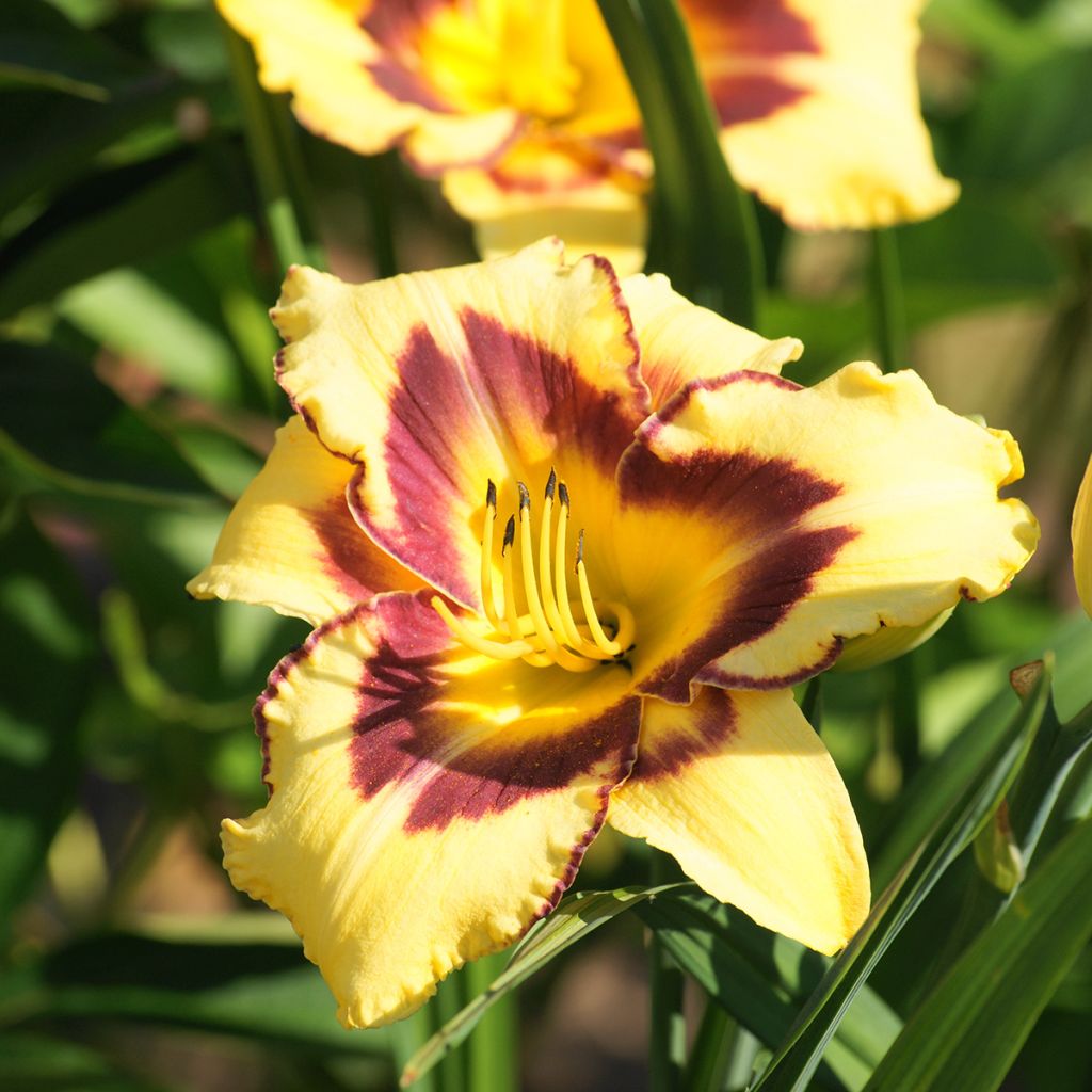 Hemerocallis El Desperado