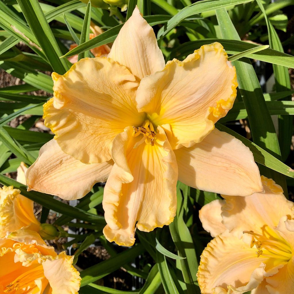 Hemerocallis Enchanted Forest