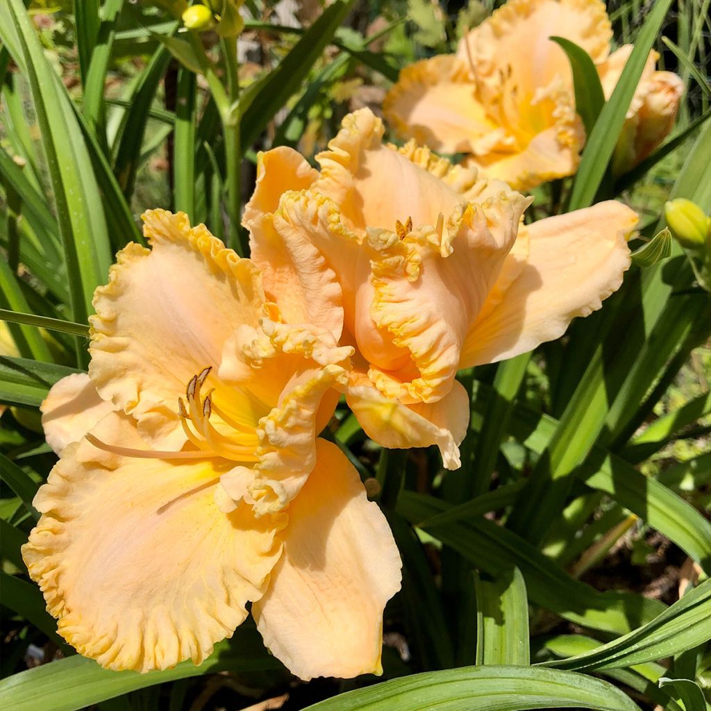 Hemerocallis Enchanted Forest