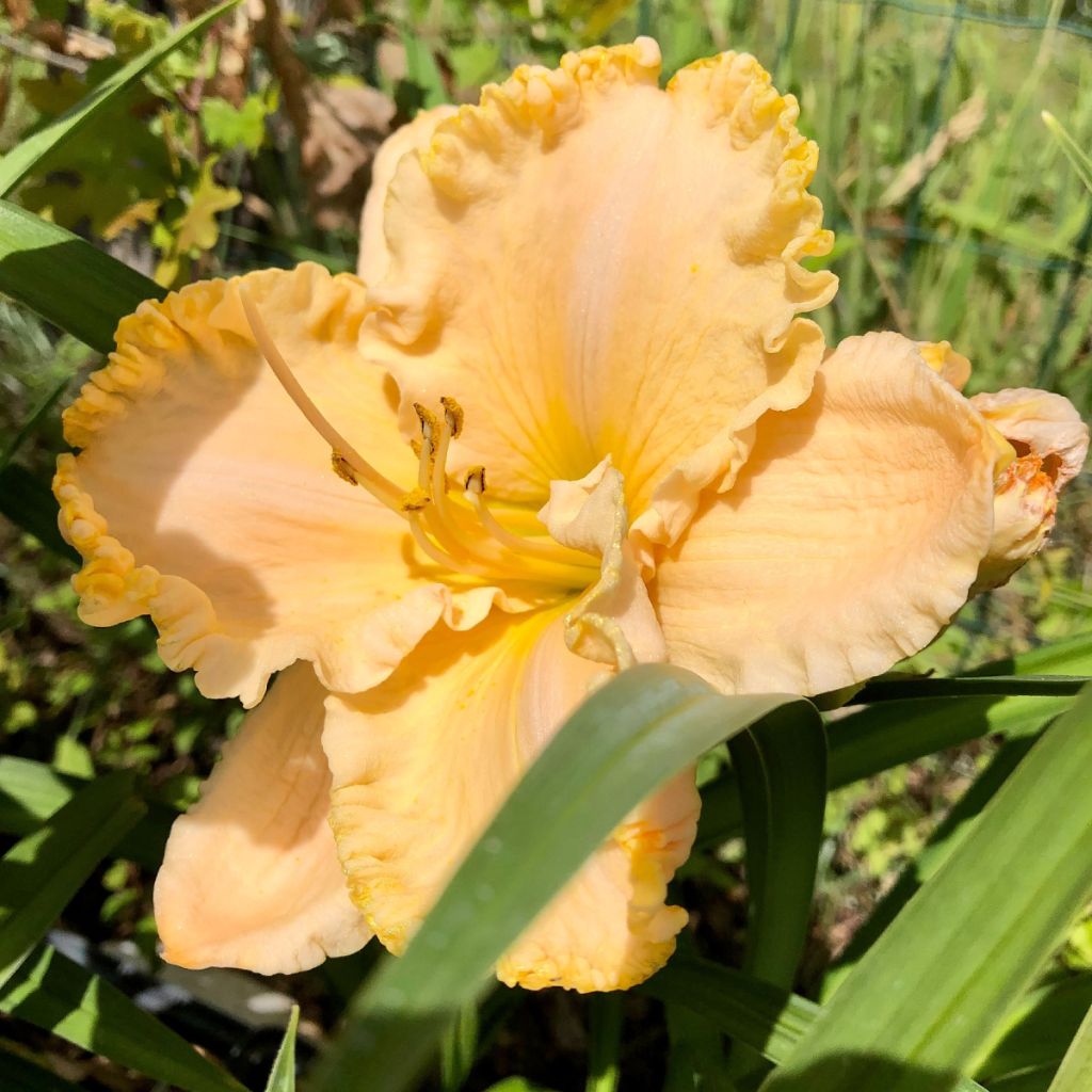 Hemerocallis Enchanted Forest