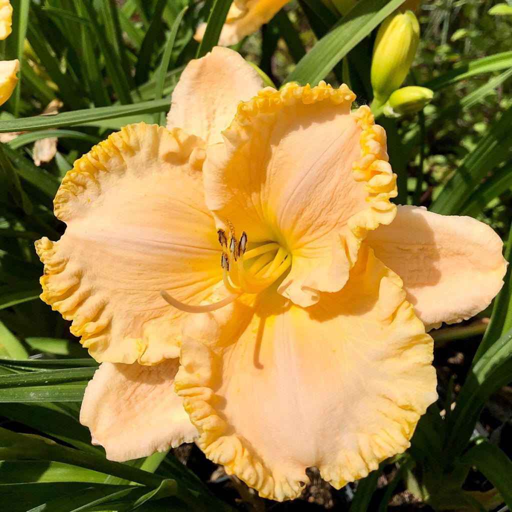 Hemerocallis Enchanted Forest