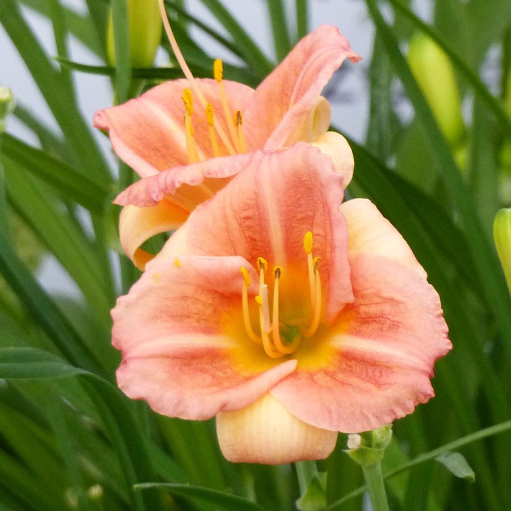 Hemerocallis Everydaylily Cerise