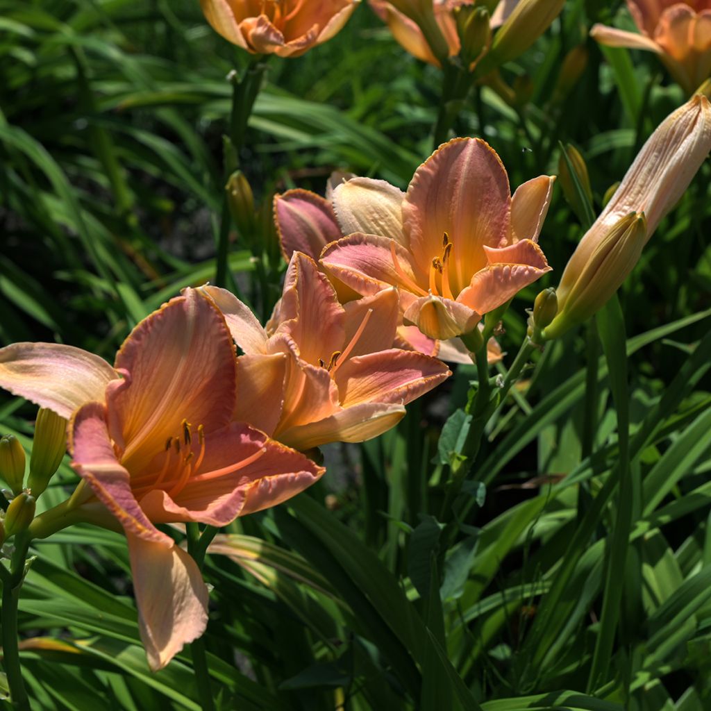 Hemerocallis Everydaylily Cerise