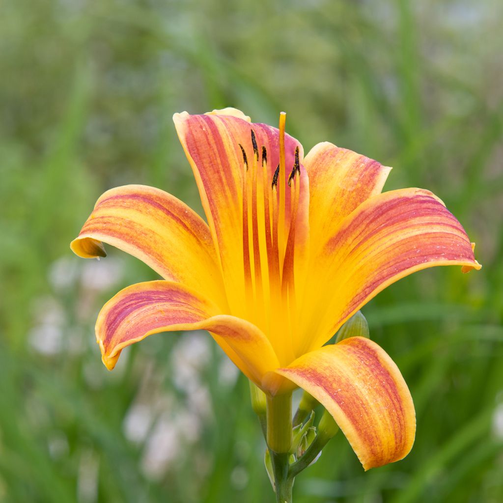 Hemerocallis Everydaylily Red Ribs