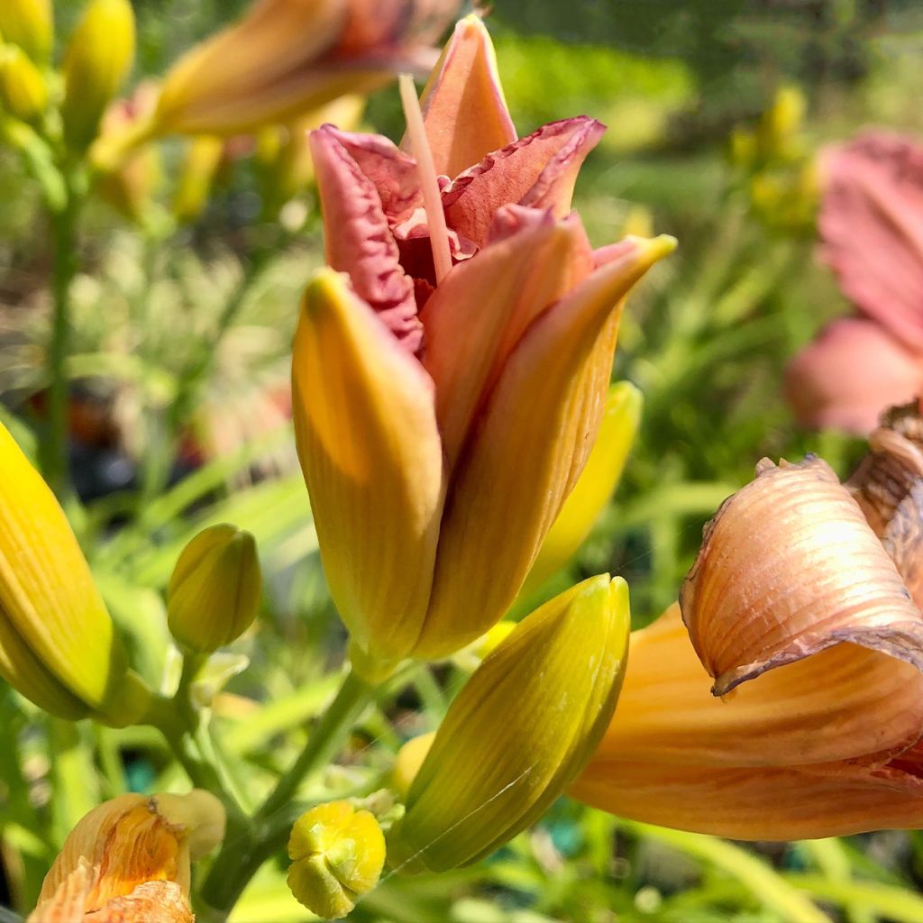 Hemerocallis Eyed Beauty