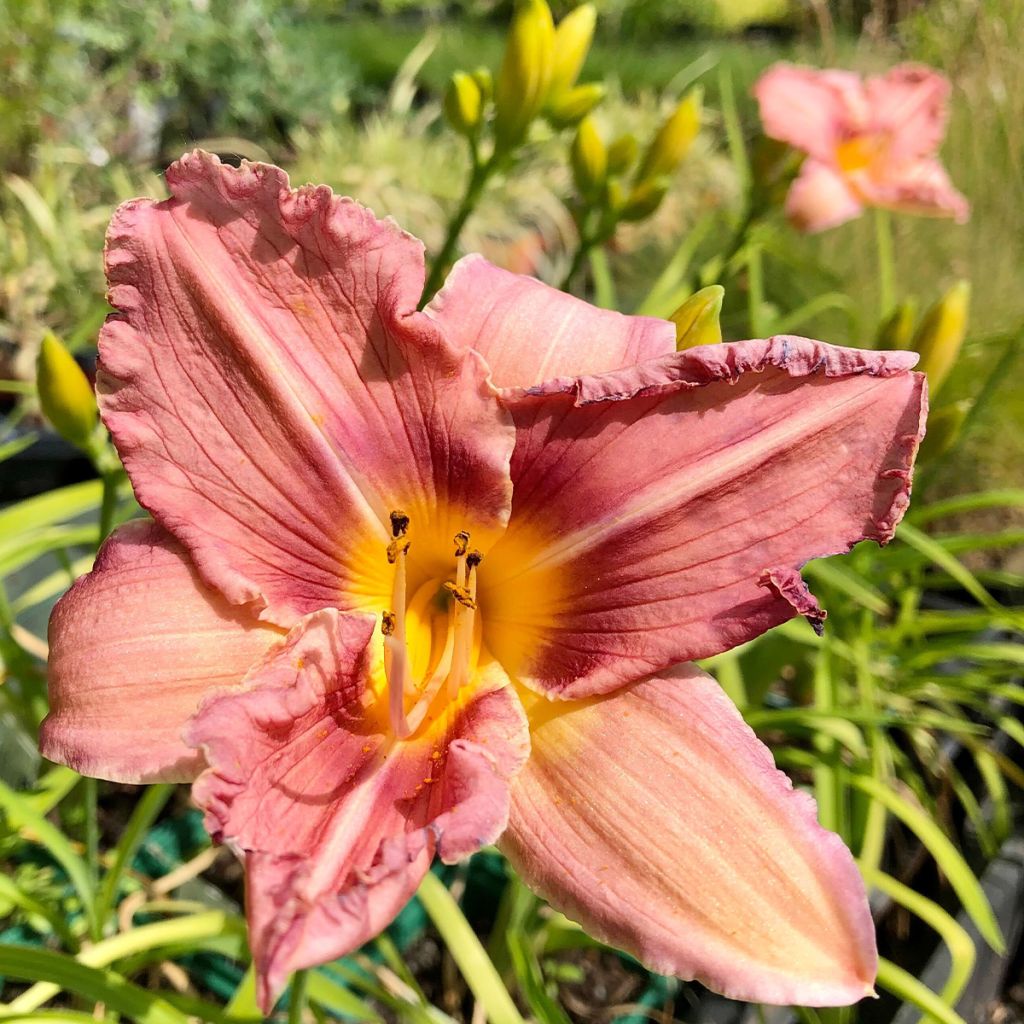 Hemerocallis Eyed Beauty