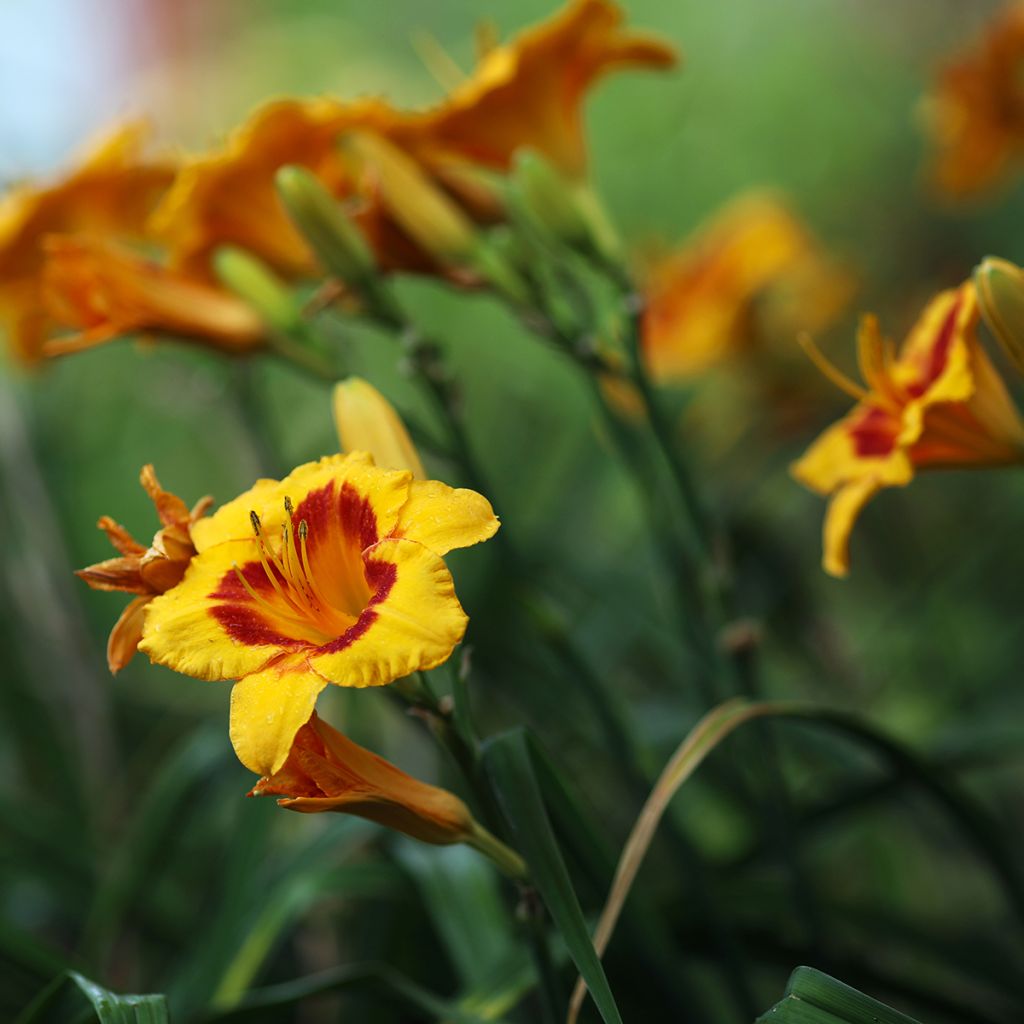 Hemerocallis Fooled Me