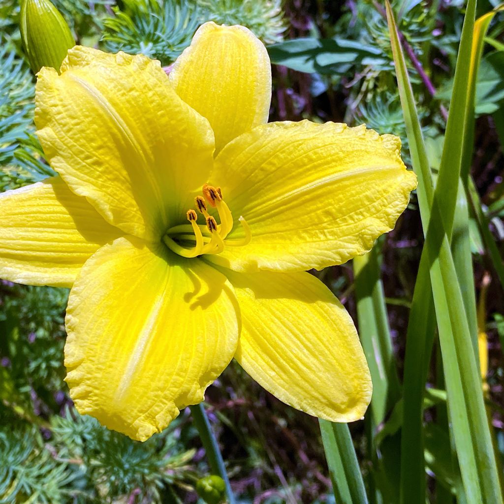 Hemerocallis Green Flutter