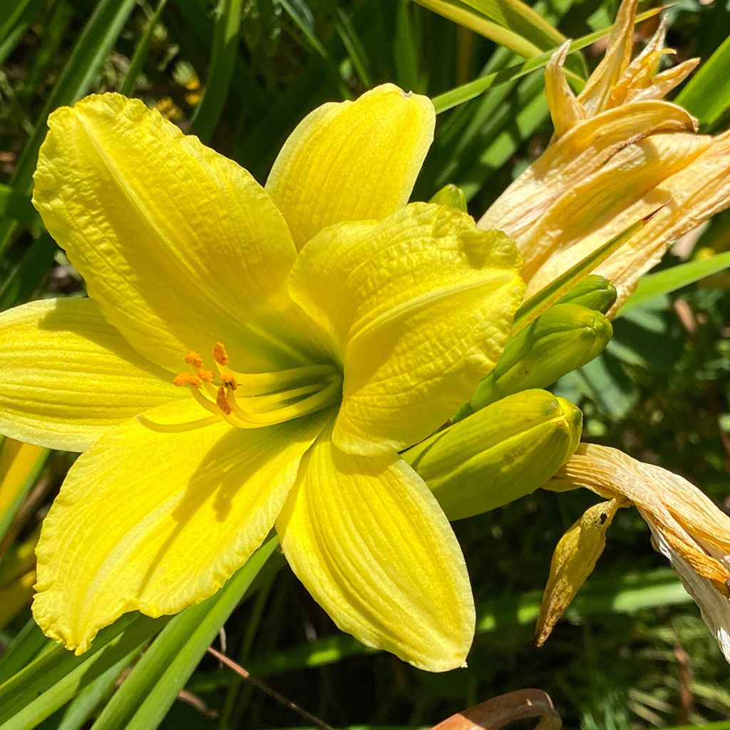 Hemerocallis Green Flutter